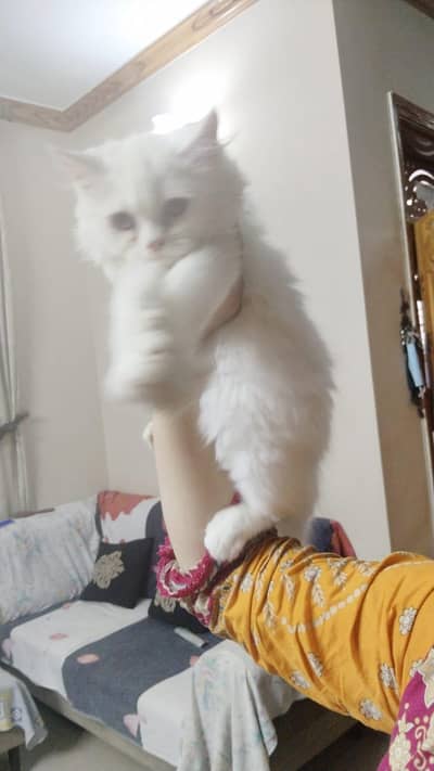 white breed