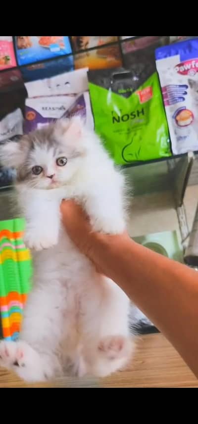 Quality Persian Punch face cat & kittens 03230930380 WhatsApp
