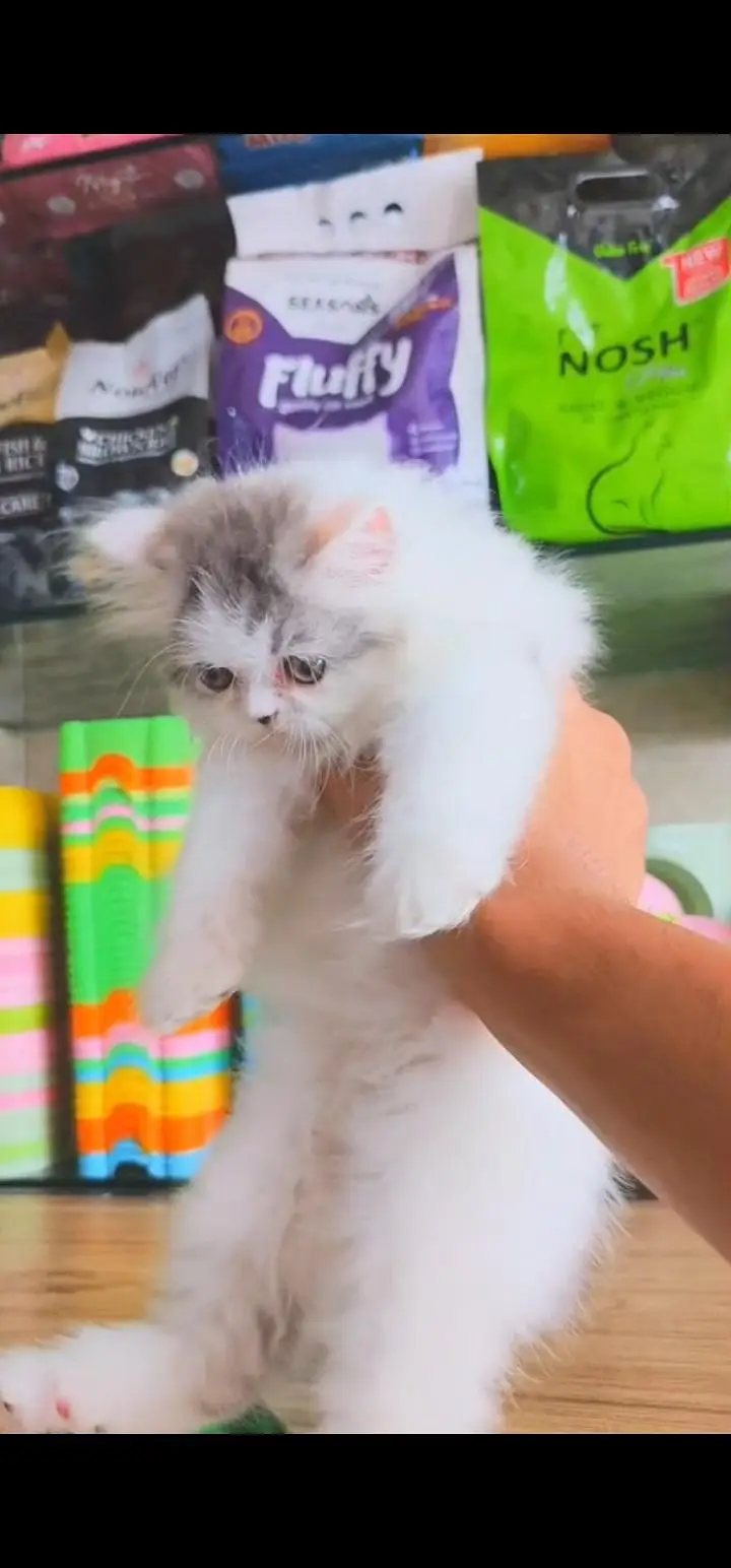 Quality Persian Punch face cat & kittens 03230930380 WhatsApp — photo 2