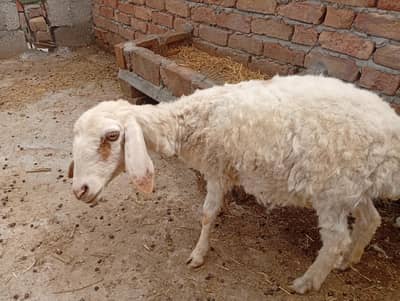 dumbi white colour