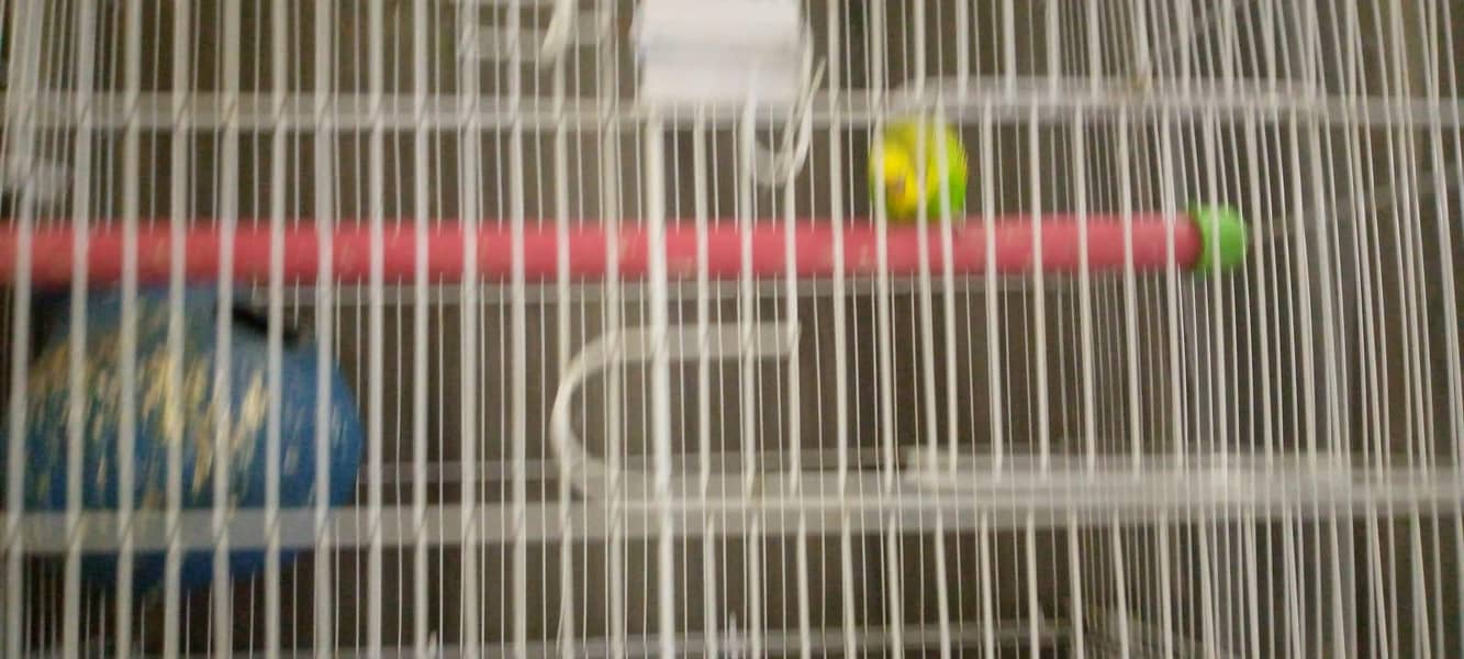 cages 1