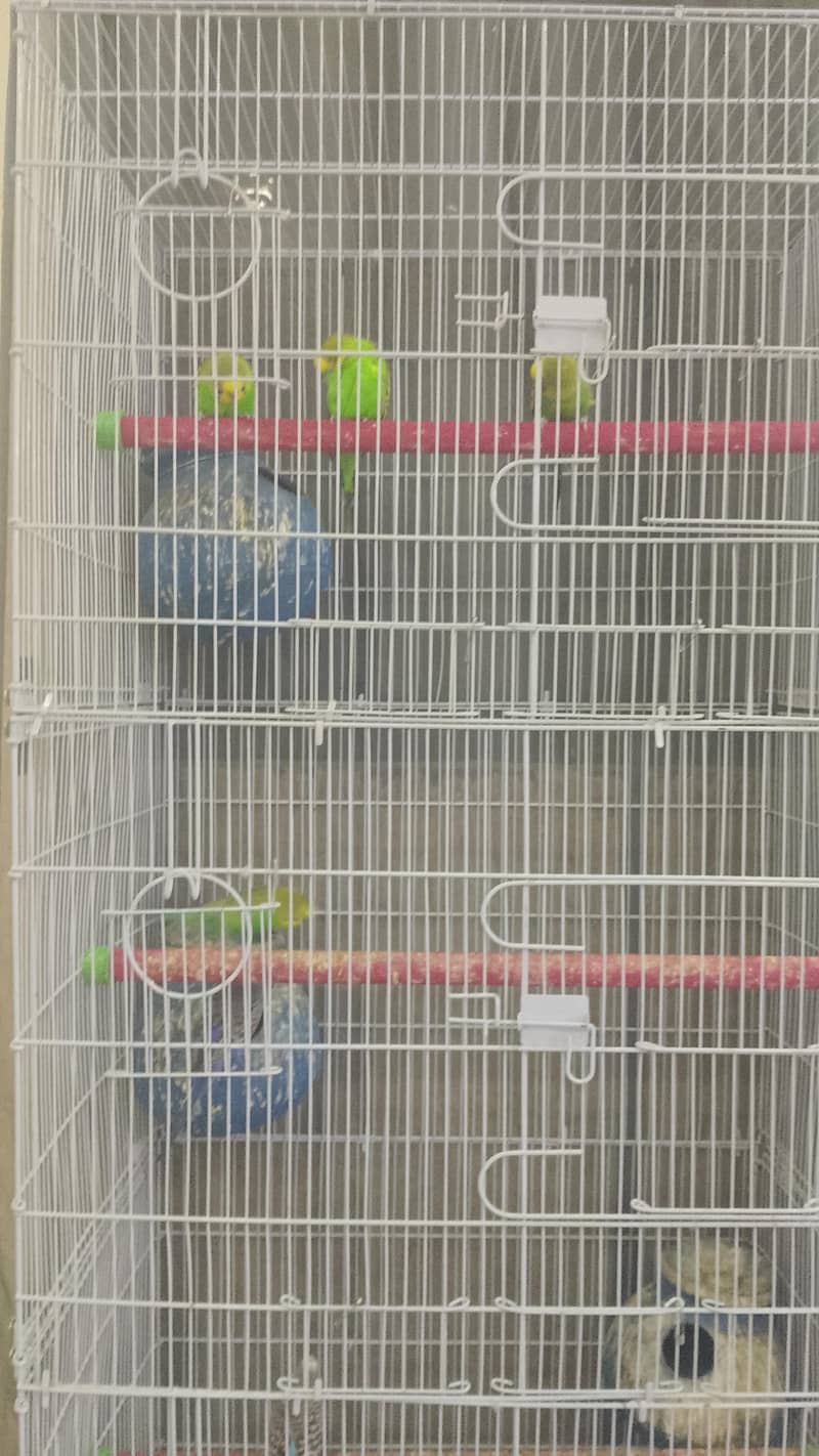cages 4