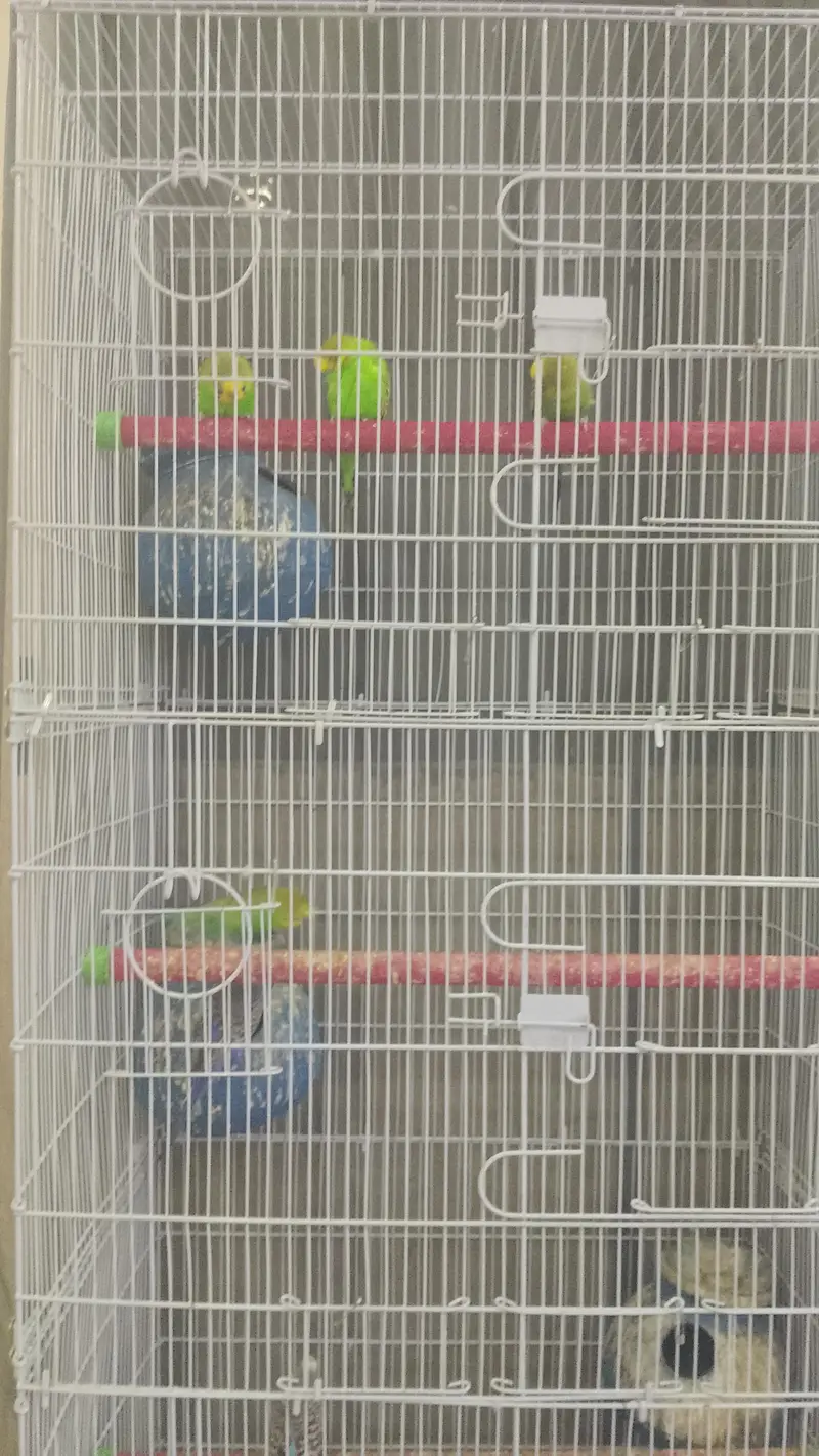cages — photo 5