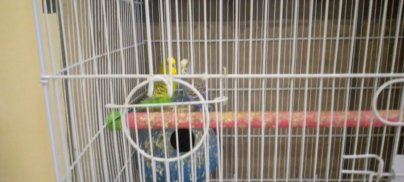 cages — photo 6