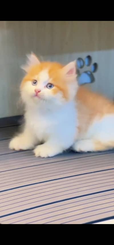 Quality Persian Punch face cat & kittens 03230930380 WhatsApp