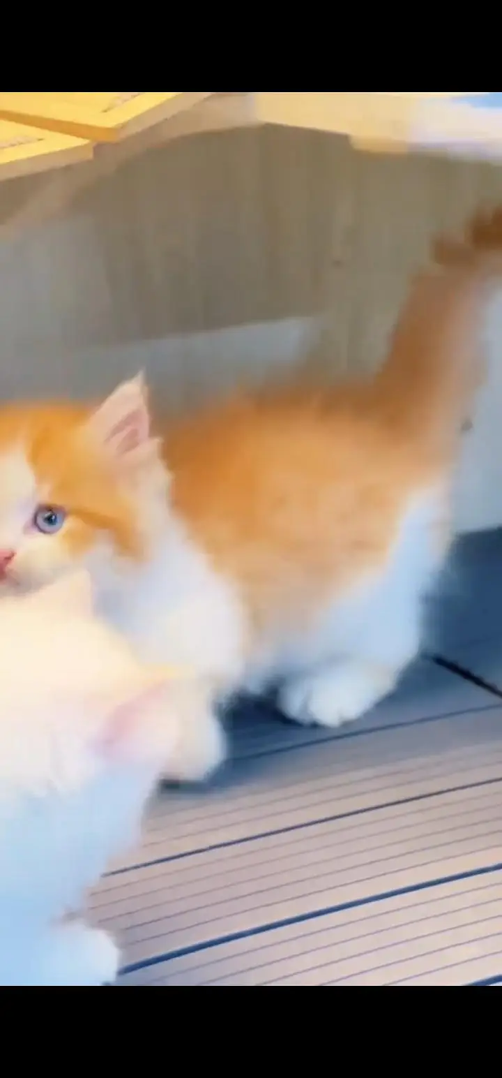 Quality Persian Punch face cat & kittens 03230930380 WhatsApp — photo 2