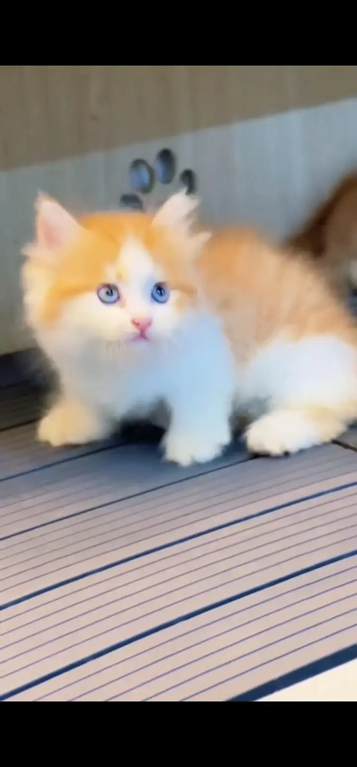 Quality Persian Punch face cat & kittens 03230930380 WhatsApp — photo 3