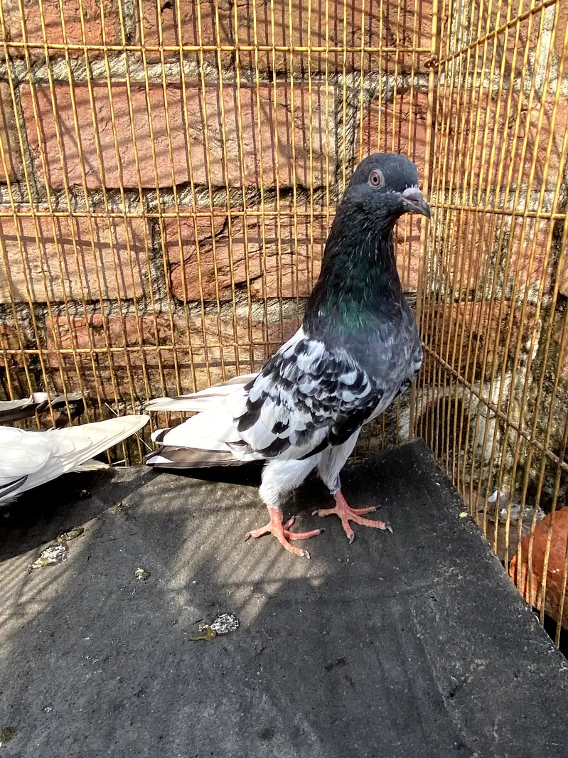 4 breerder pairs for sale — photo 6
