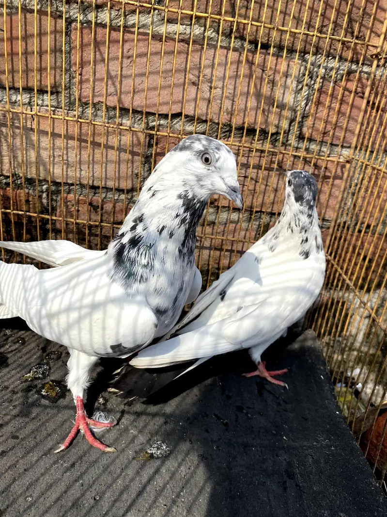 4 breerder pairs for sale — photo 8