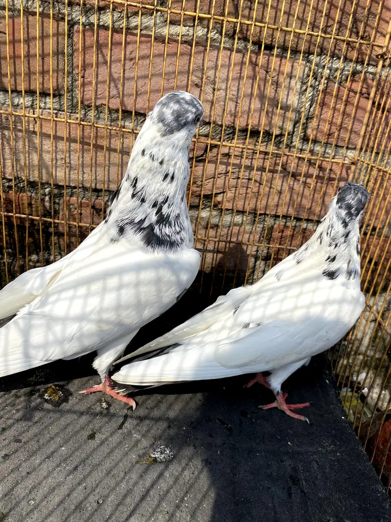 4 breerder pairs for sale — photo 9