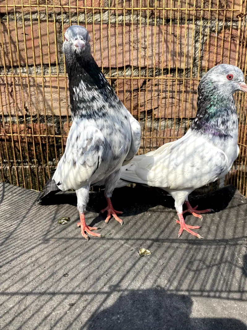 4 breerder pairs for sale — photo 12
