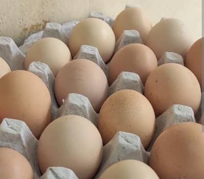 Desi Organic Eggs | Desi Eggs | Organic Eggs | Healthy Eggs