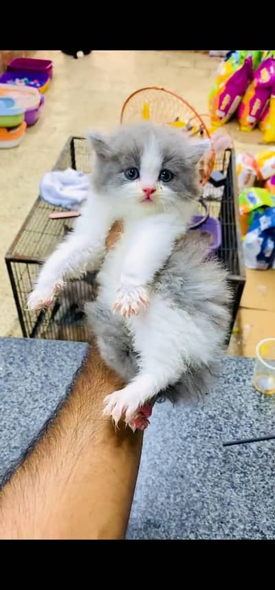 Quality Persian Punch face cat & kittens 03230930380 WhatsApp