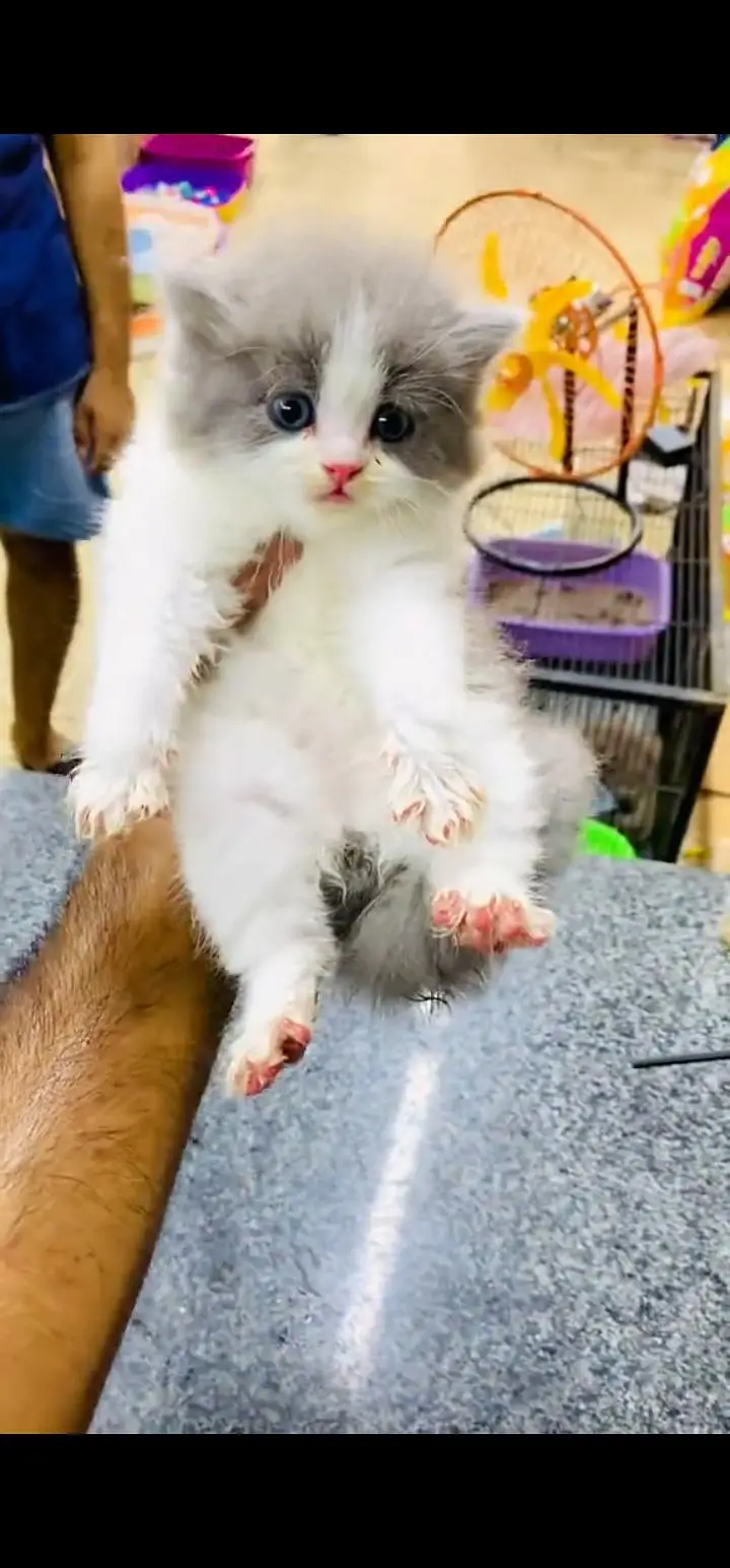 Quality Persian Punch face cat & kittens 03230930380 WhatsApp — photo 2