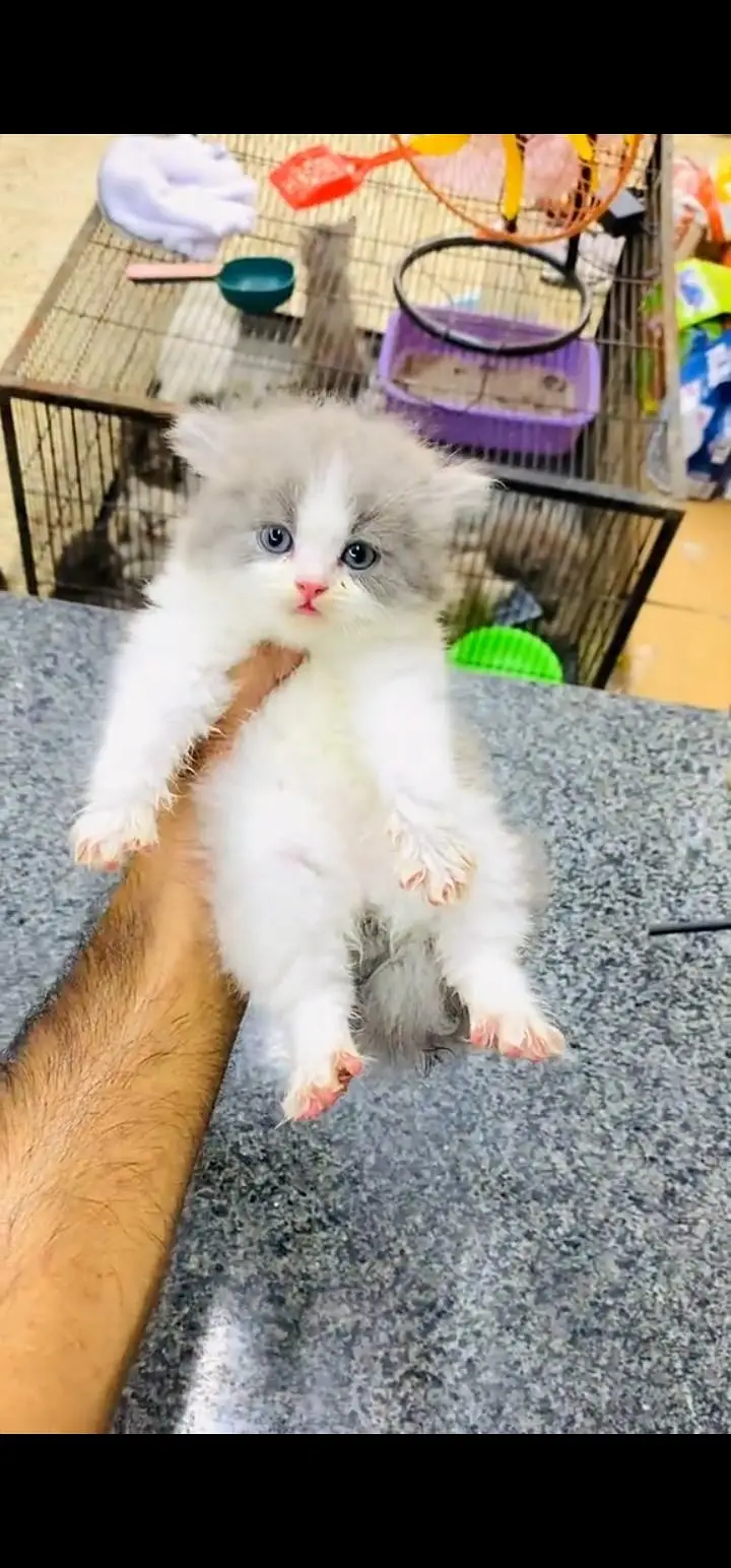 Quality Persian Punch face cat & kittens 03230930380 WhatsApp — photo 3