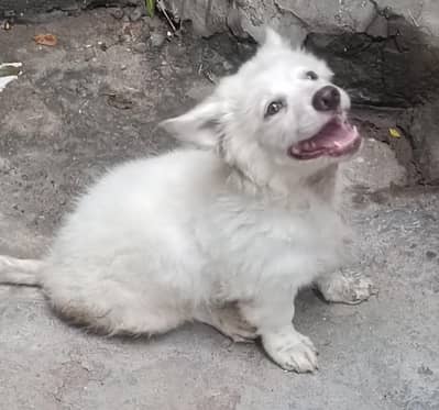 White Russian Puppey For Sale