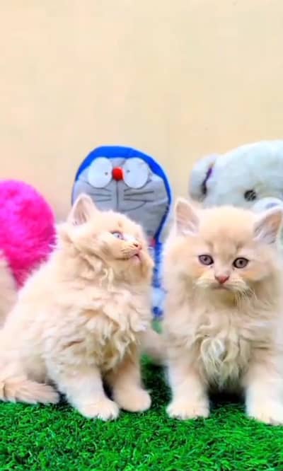 Persian kitten triple quote for sale my WhatsApp03483362563