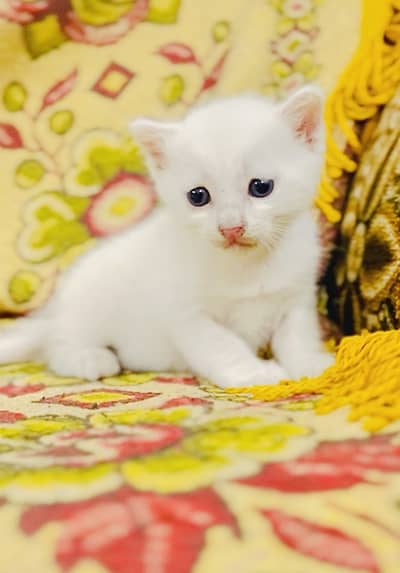Turkish kitten
