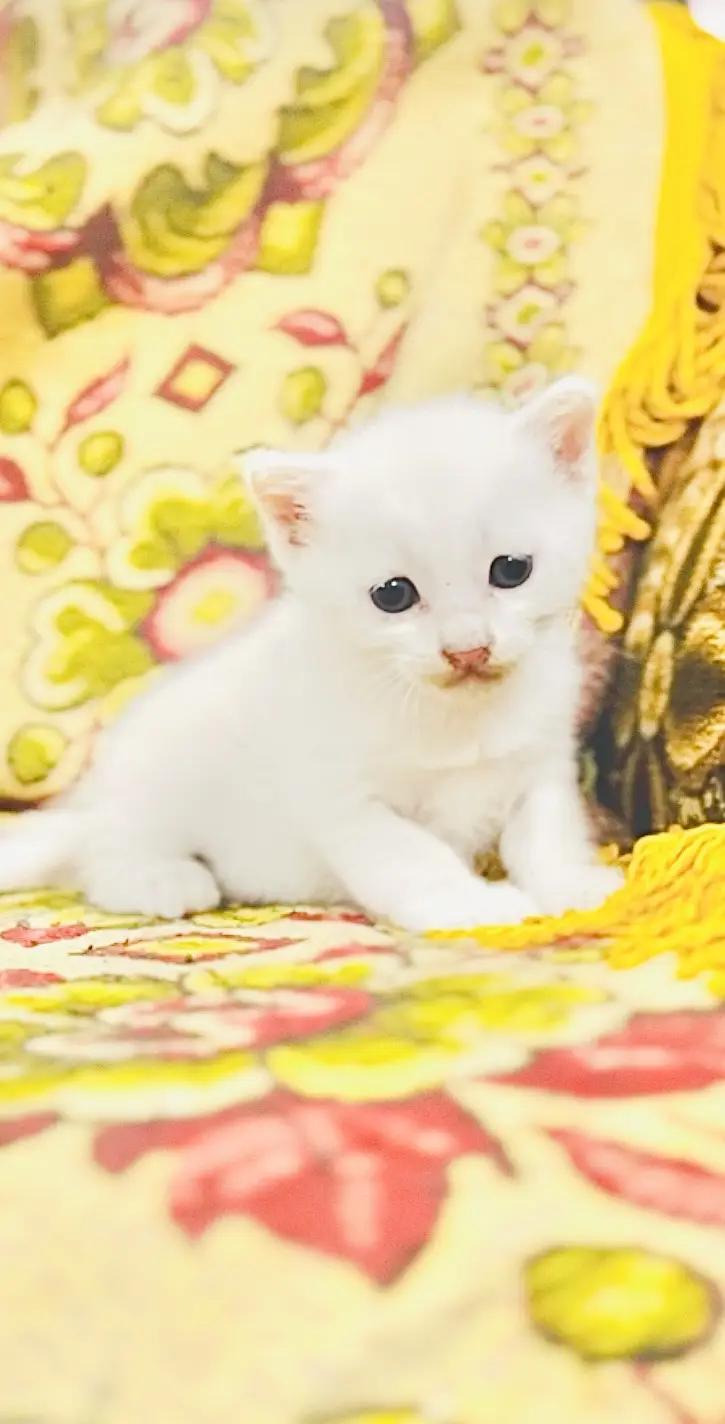 Turkish kitten — photo 2