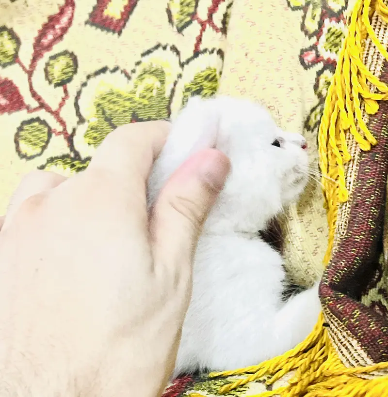 Turkish kitten — photo 3