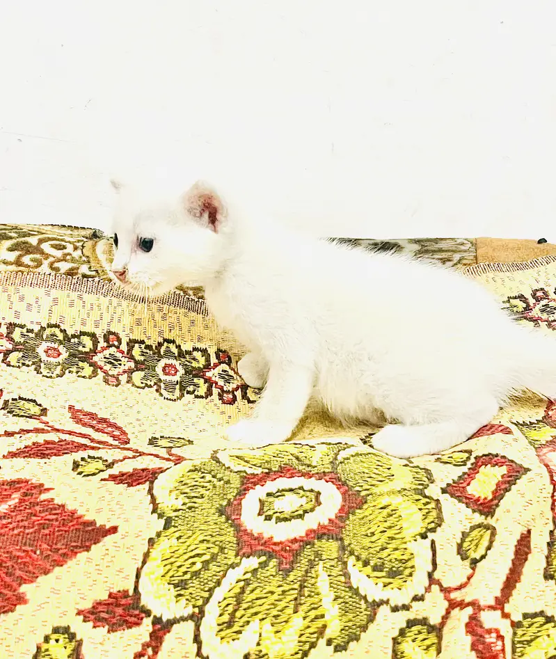 Turkish kitten — photo 4