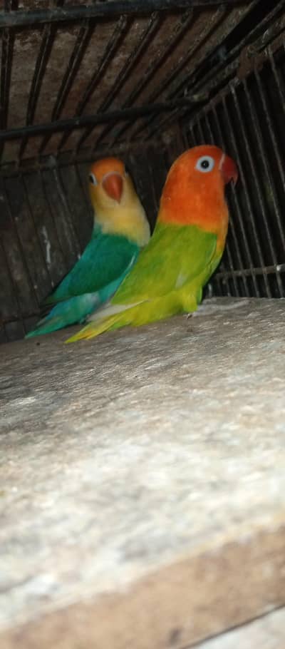 Love birds pair for sale