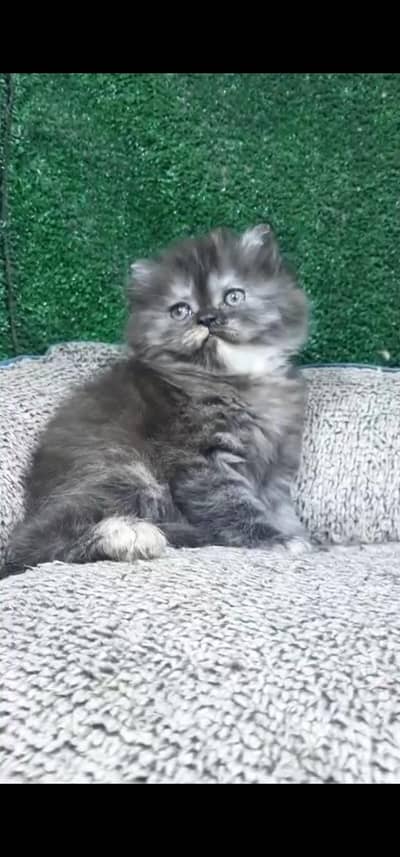 Quality Persian Punch face cat & kittens 03230930380 WhatsApp
