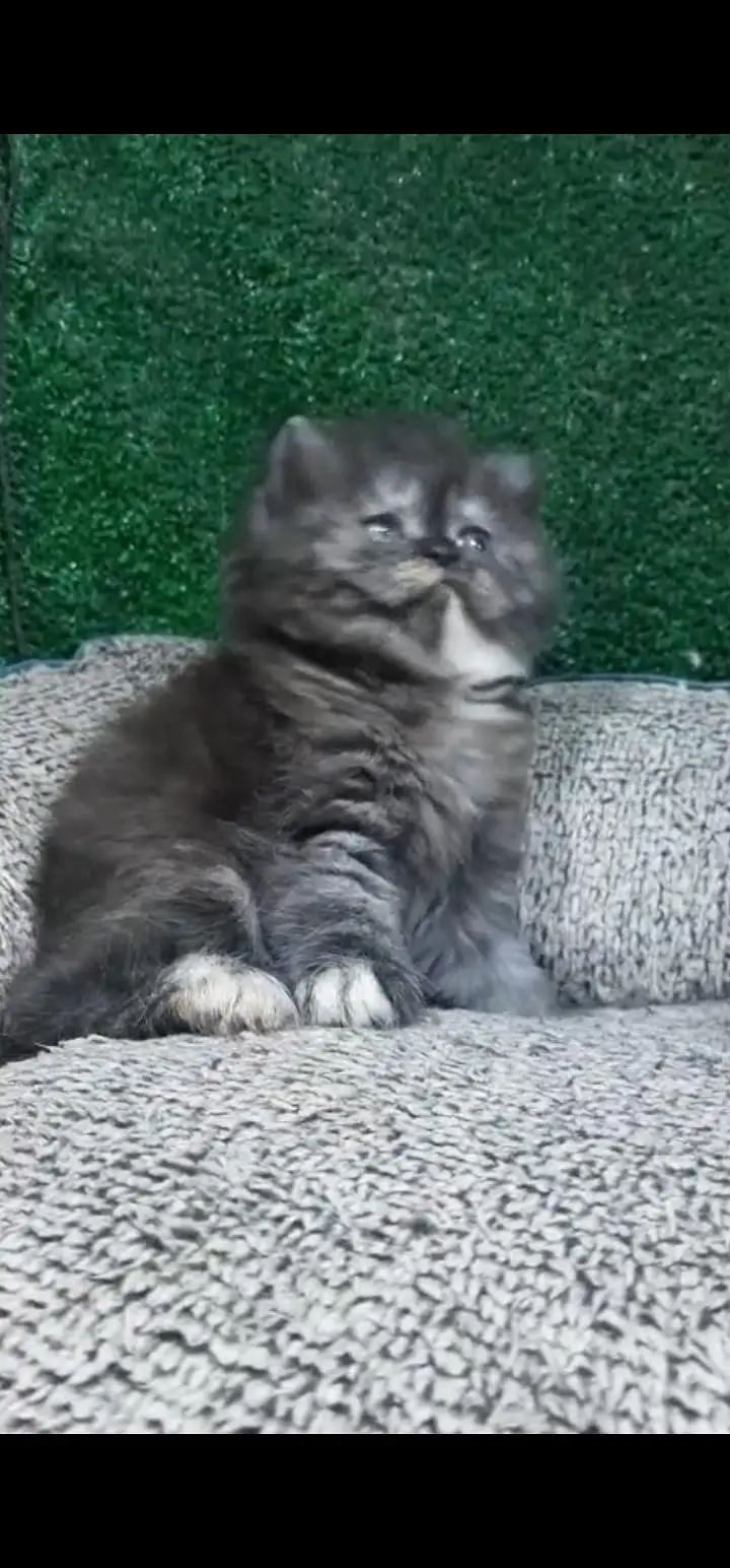 Quality Persian Punch face cat & kittens 03230930380 WhatsApp — photo 2