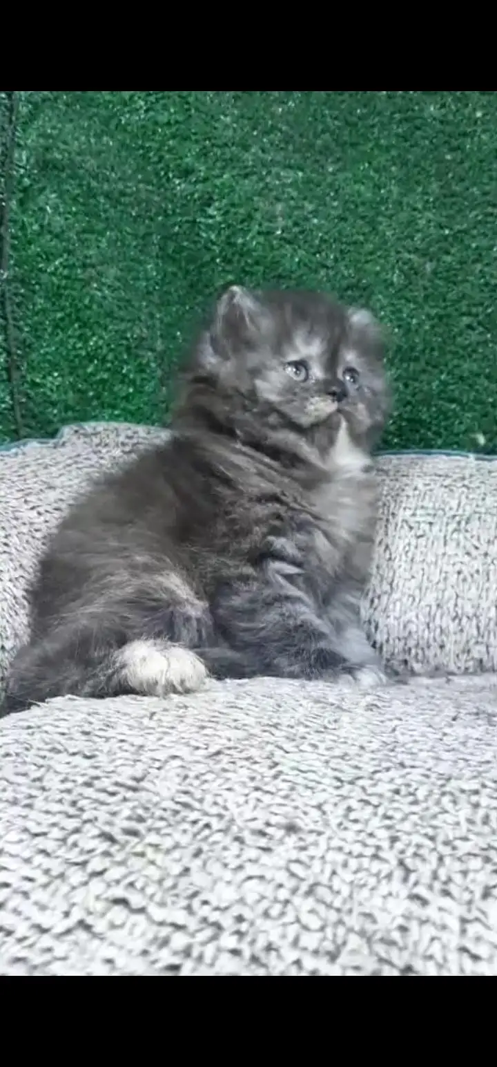 Quality Persian Punch face cat & kittens 03230930380 WhatsApp — photo 3