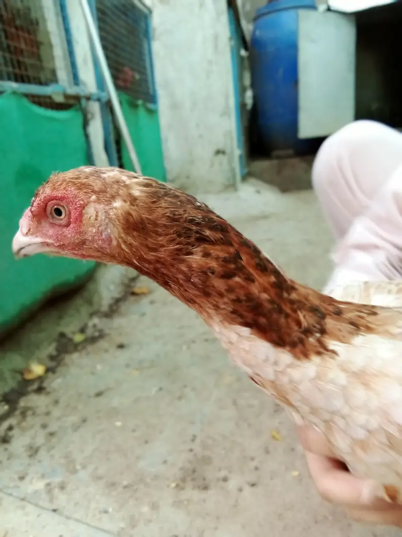 aseel sindhi — photo 2