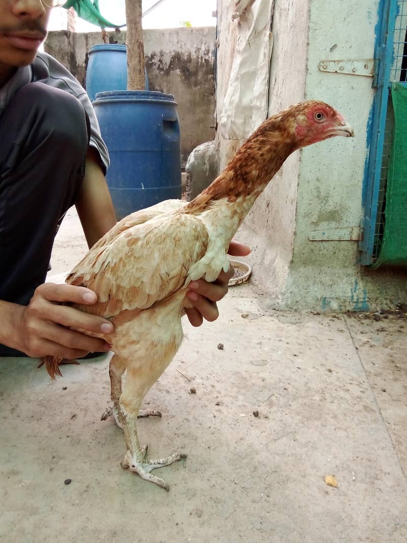 aseel sindhi 5