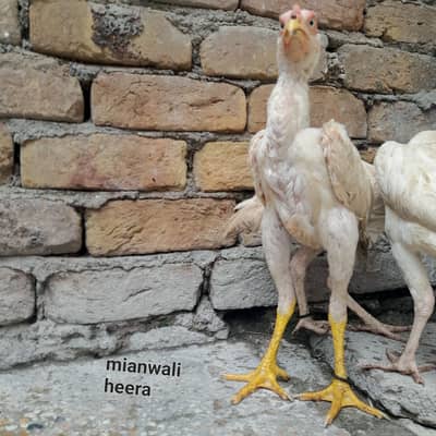 Aseel Heera