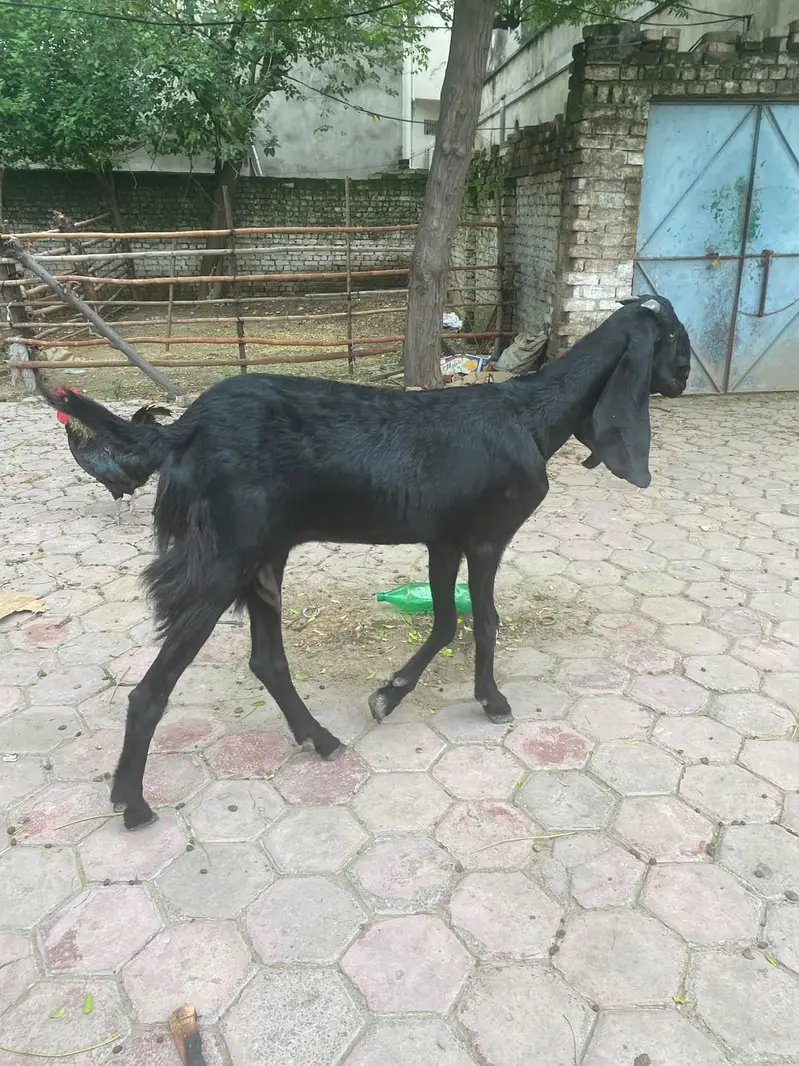 پیور امبرسل بیتل جوڑا فار سیل — photo 2