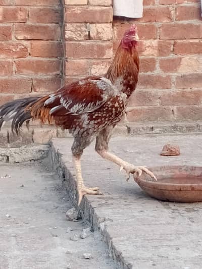 urgant sell contact 03104792237