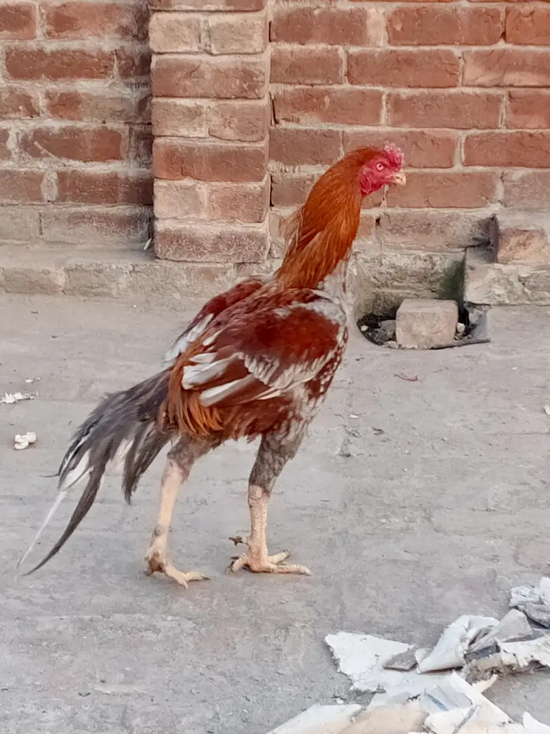 urgant sell contact 03104792237 — photo 2