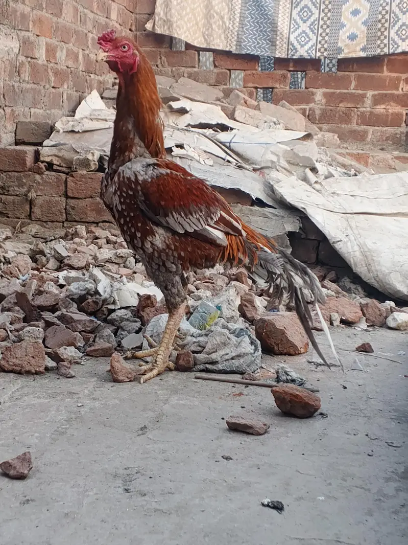 urgant sell contact 03104792237 — photo 3