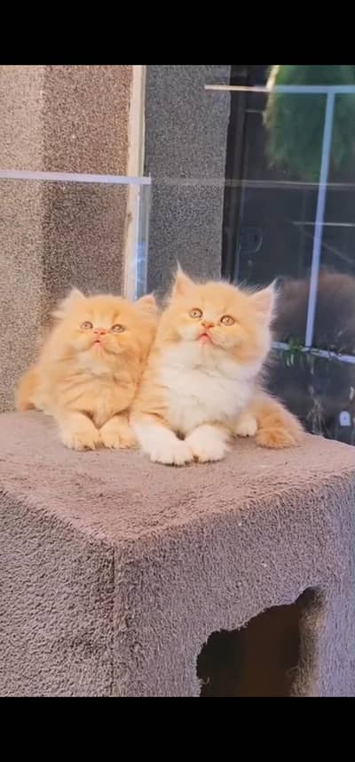 Quality Persian Punch face cat & kittens 03230930380 WhatsApp
