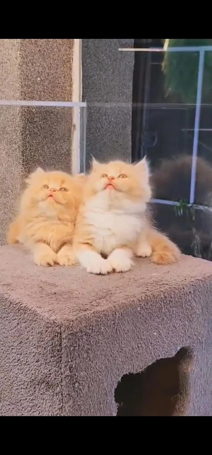 Quality Persian Punch face cat & kittens 03230930380 WhatsApp — photo 2