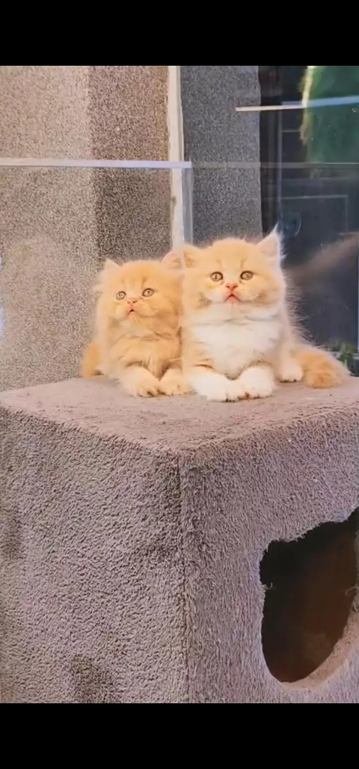 Quality Persian Punch face cat & kittens 03230930380 WhatsApp — photo 3