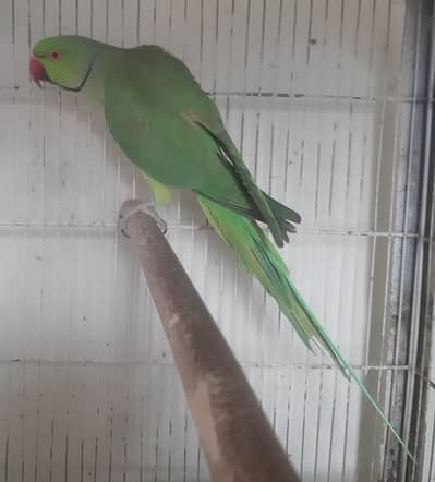 Ring neck Breeding Male & Female