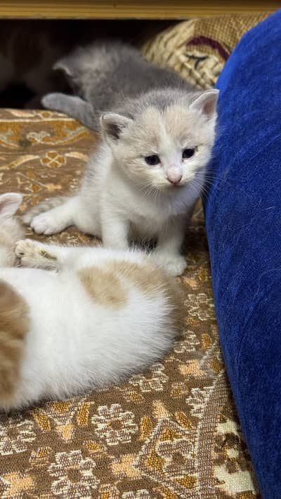 Double coat Persian cat low price