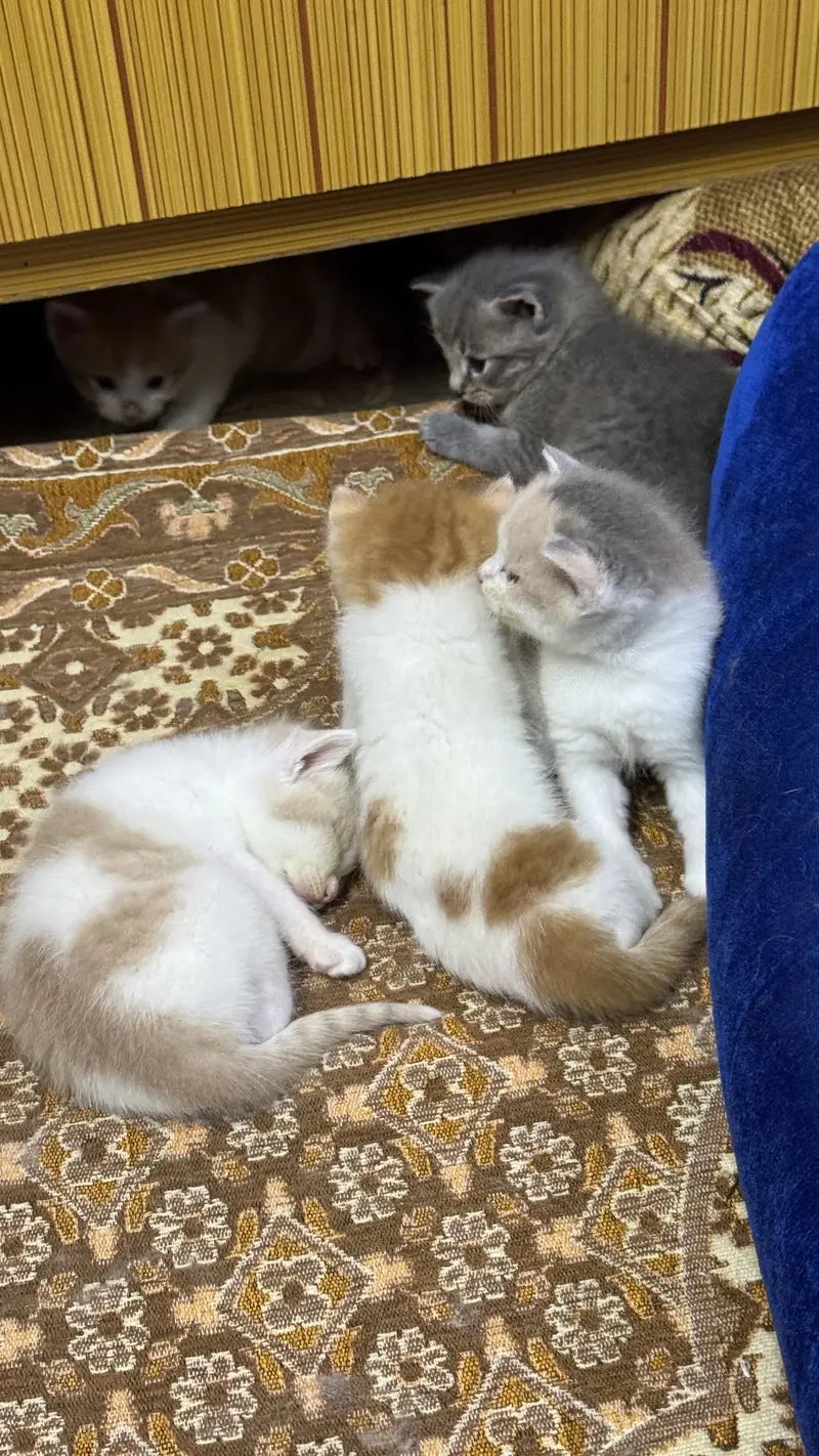 Double coat Persian cat low price — photo 2