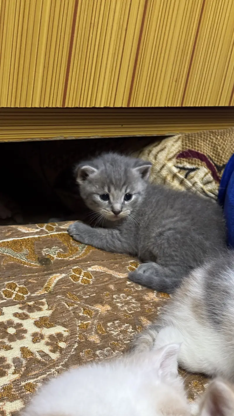 Double coat Persian cat low price — photo 3