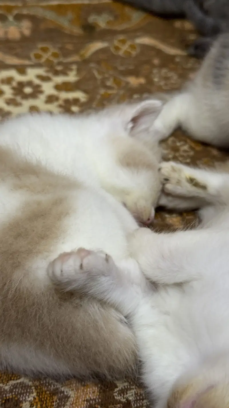 Double coat Persian cat low price — photo 4