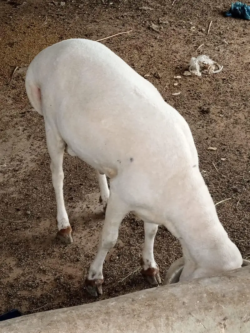 4 singh wala dumba chaki wlaa — photo 2