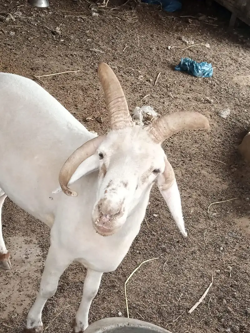 4 singh wala dumba chaki wlaa — photo 3