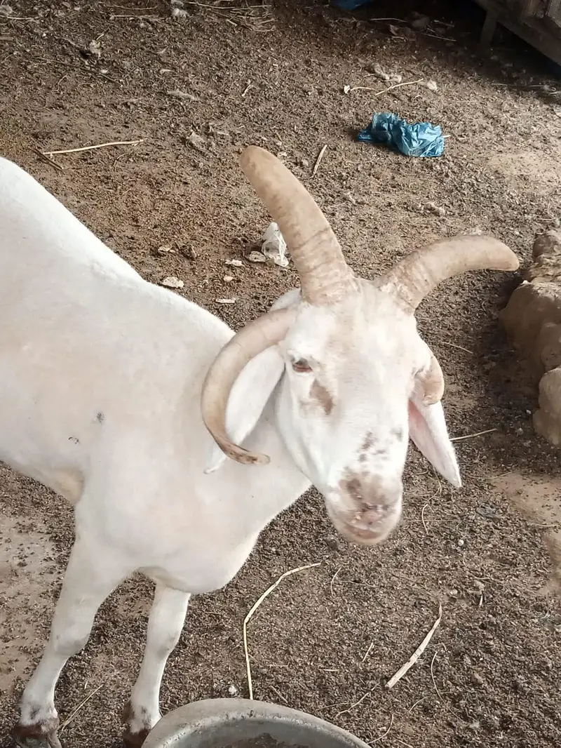 4 singh wala dumba chaki wlaa — photo 4