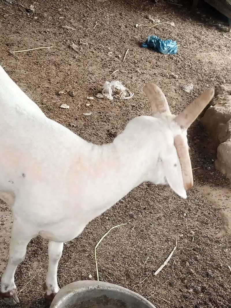 4 singh wala dumba chaki wlaa — photo 5