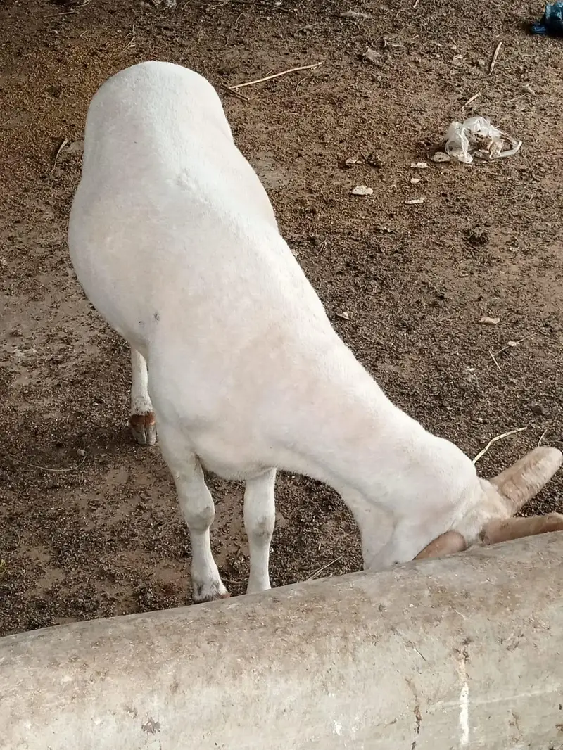 4 singh wala dumba chaki wlaa — photo 6