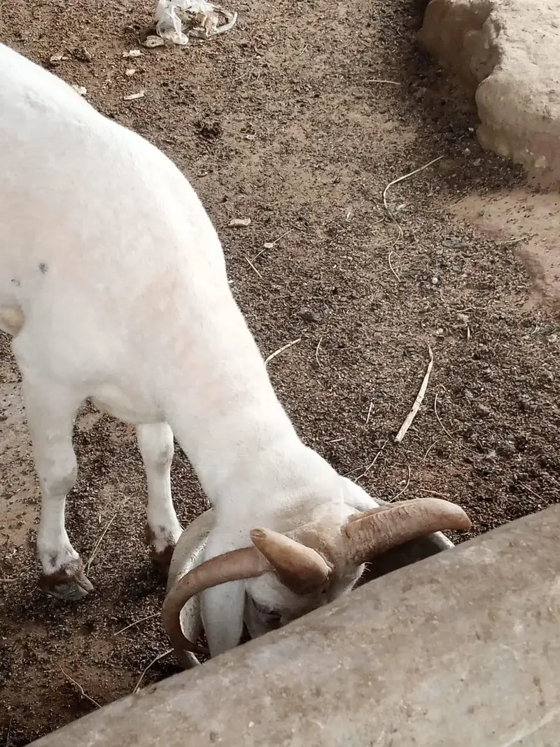 4 singh wala dumba chaki wlaa — photo 7
